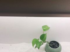 -常乐·对症推拿(深业上城第118分店)