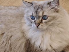 -有喵·猫咖·狗咖·40+猫狗有小奶狗(岗厦店)