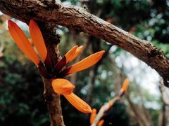 -中国科学院西双版纳热带植物园
