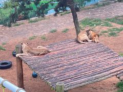 -西霞口神雕山野生动物世界