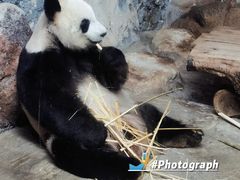 -海南热带野生动植物园