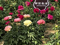 -洛阳市隋唐城遗址植物园