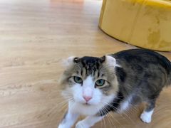-1013 PET SHOP精品宠物商店(丁香店)