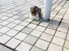 -星巴克臻选(嘉定疁城国际店)