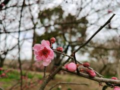 -梅花山(明孝陵内)