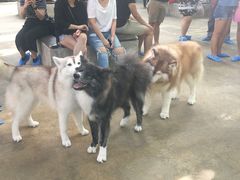 -TrueLove @ Neverland (Husky Cafe)