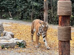 -上海野生动物园老虎餐厅