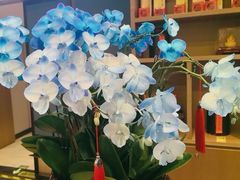 -顺峰(农展馆店)