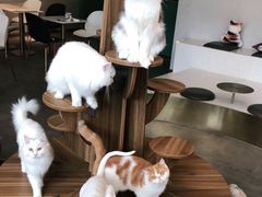 -飞行喵MR PILOT|猫舍·猫咖(静安大融城店)