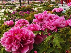 -曹州百花园