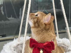-爱洗澡的猫(天河路店)