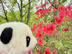 -栾川竹海野生动物园
