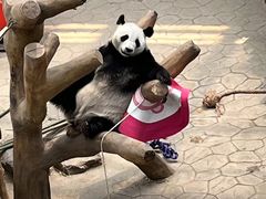 -沈阳森林动物园