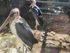 -广州长隆飞鸟乐园