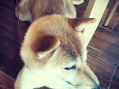 -About Bistro關於·泰式家庭料理