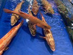 -三亚火车头万人海鲜广场