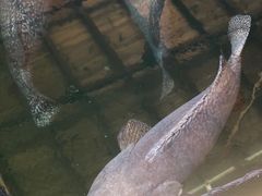-蓝湾碧波·老字号·疍家非遗海上餐厅