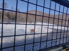 -横道河子东北虎林园