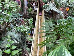 -正佳雨林生态植物园