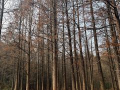 -青龙山国家森林公园