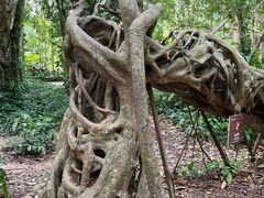 -中国科学院西双版纳热带植物园