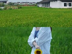 -杭州湾海上花田景区