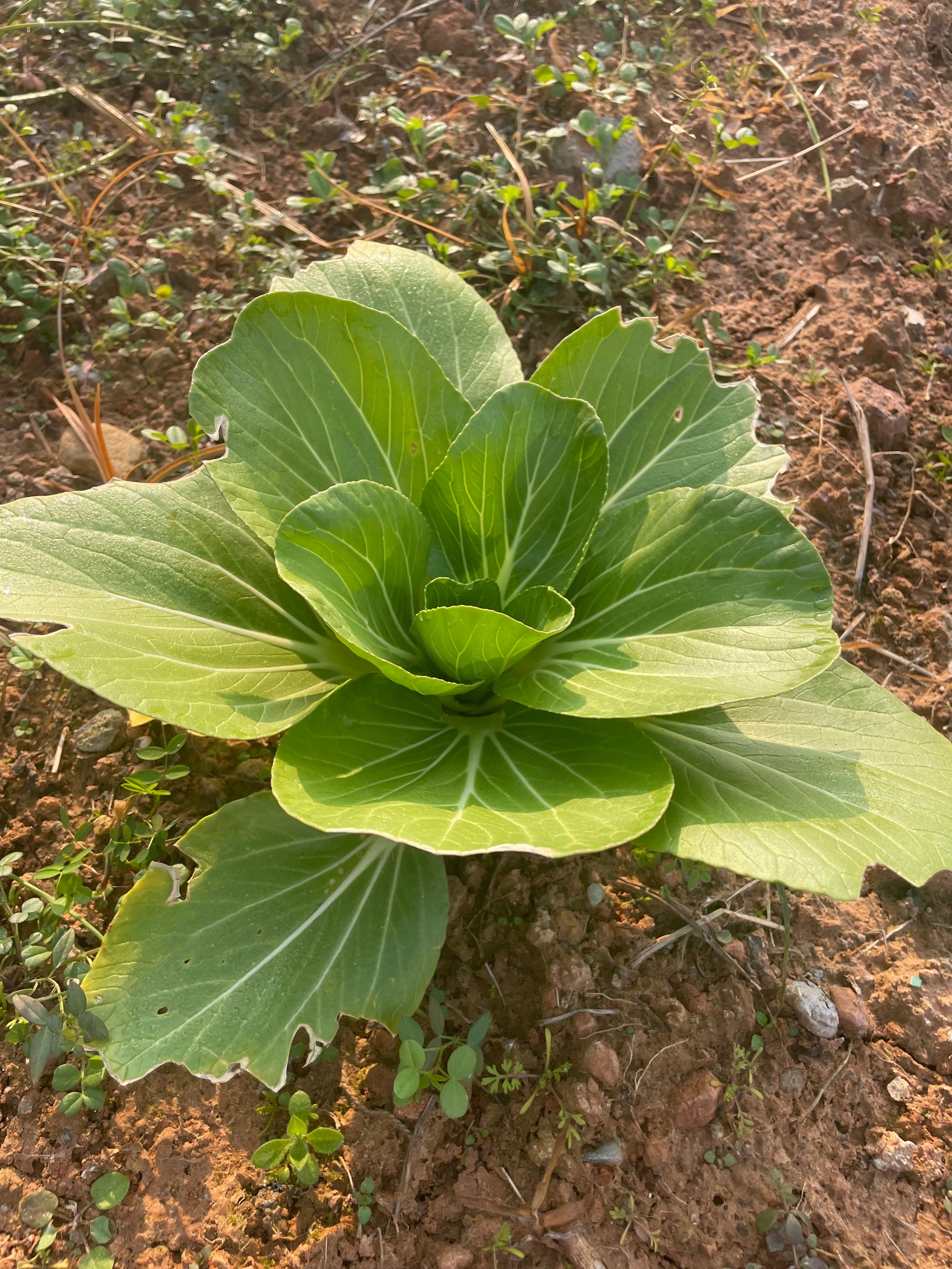 大众蔬菜品种大全图片