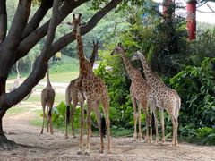 -广州长隆国际大马戏
