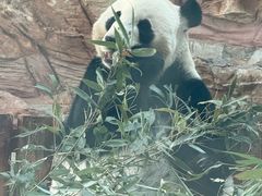 -石家庄市动物园