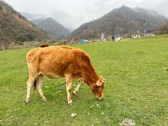 -狮子沟牧场