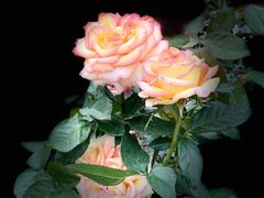 -人民公园(罗湖区)