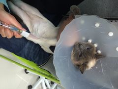 纳吉亚动物诊所-纳吉亚猫专科动物诊疗中心(蒋宅口分院)