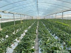 -建德果蔬乐园绪塘草莓基地