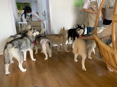 -Husky Go! 哈士奇体验馆·宠物咖啡厅狗咖