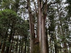 -阿里山神木遗迹