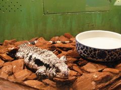 -上海大自然野生昆虫馆(东方明珠·爬宠昆虫探索中心)