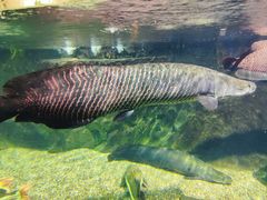 -太平洋海底世界