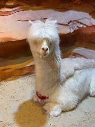 -酷嗒动物文化乐园(cutezoo西溪乐天城店)