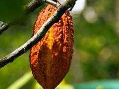 -热带雨林自然公园