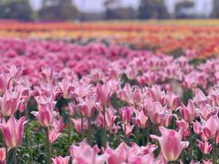 -荷兰花海