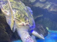 -太平洋海底世界