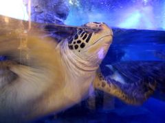 -烟台海昌鲸鲨海洋公园