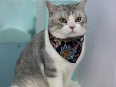 -爱洗澡的猫(望京店)