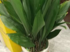 -俏东方·海味水饺·青岛菜(崂山店)