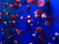 -成都浩海立方海洋公园