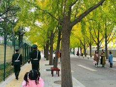-三里屯东五街银杏大道