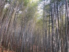 -广州市石门国家森林公园