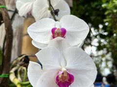 -北京植物园-展览温室