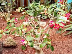 -北京植物园-展览温室