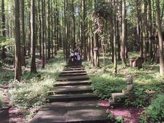 -武陵山森林公园